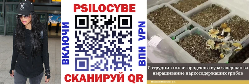 Псилоцибиновые грибы прущие грибы  Саратов 